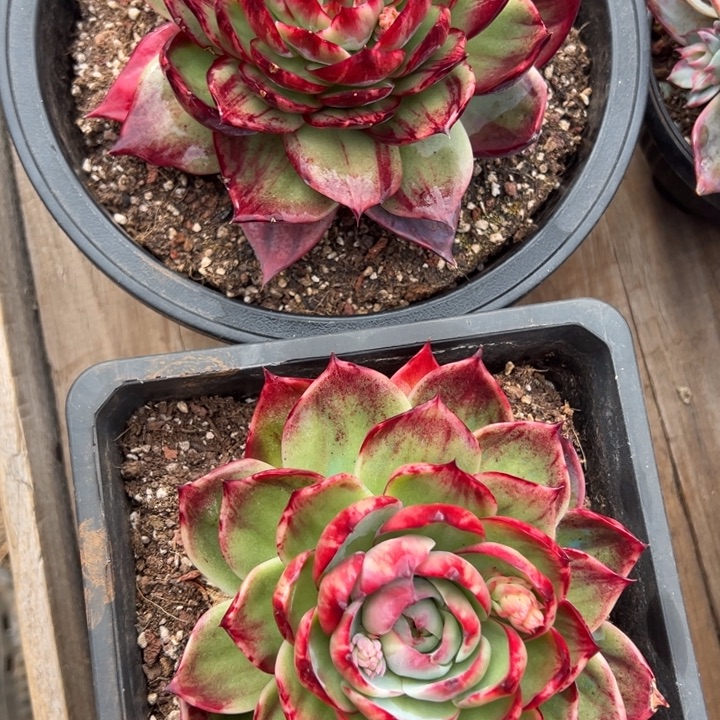 用***2多肉植物发货11111