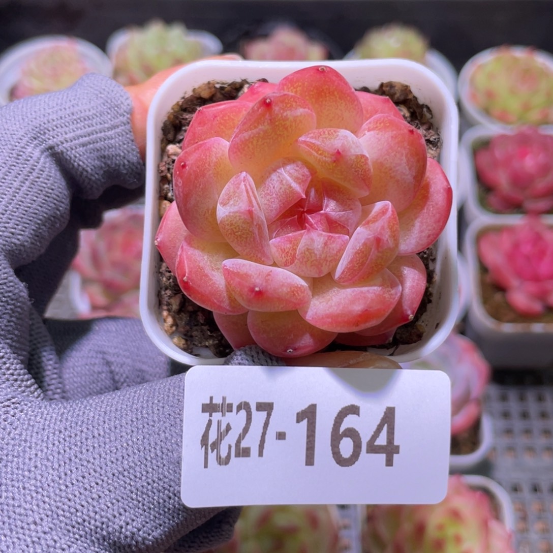 花利美27-164福利珍妮