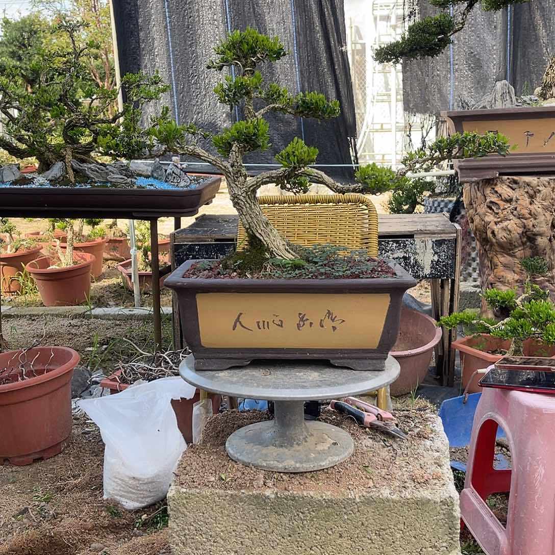 当前无花栽培后可以开花