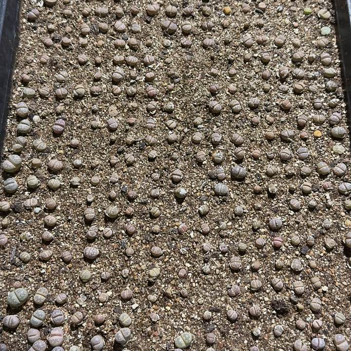 生石花1111。    772