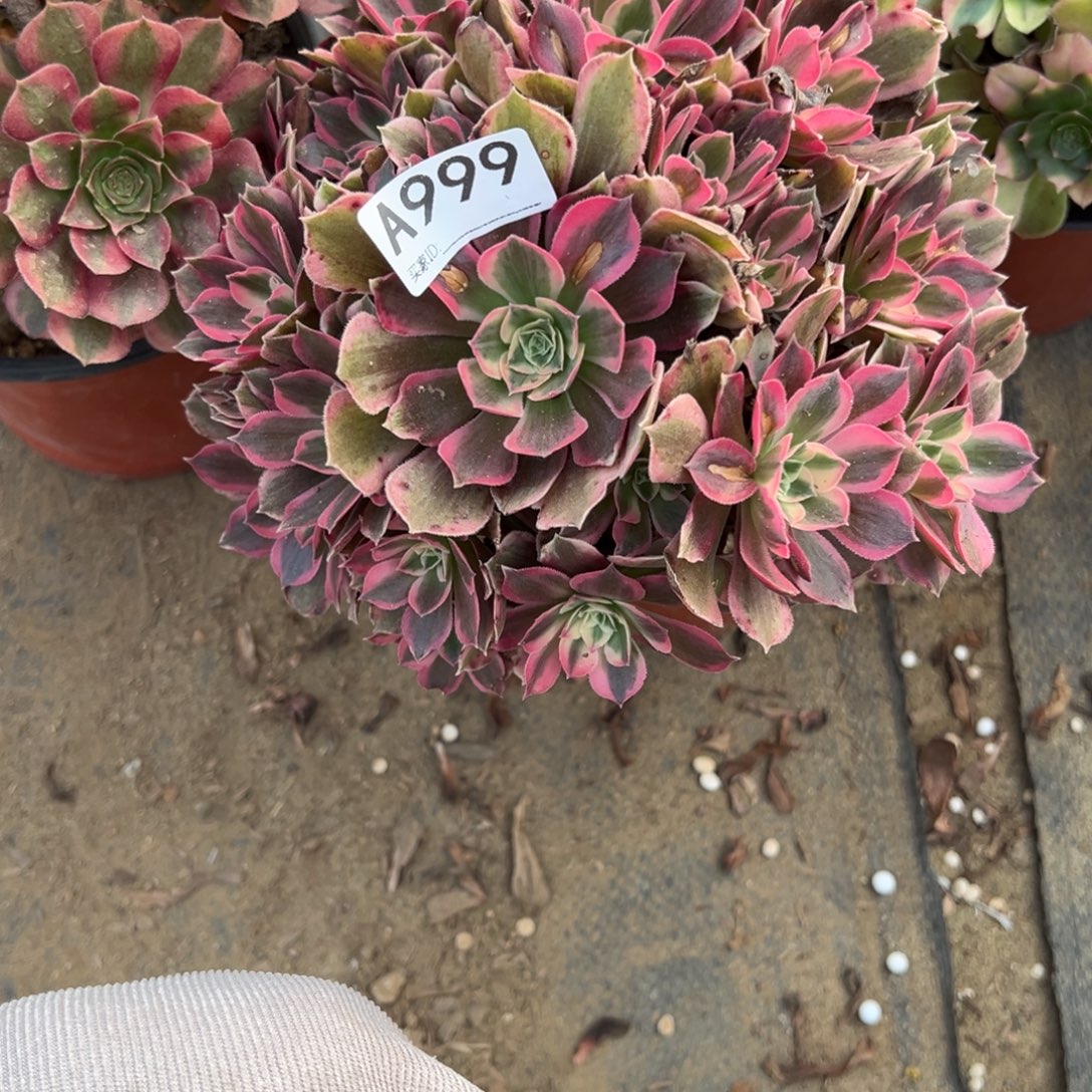 999男神多肉植物法师多肉