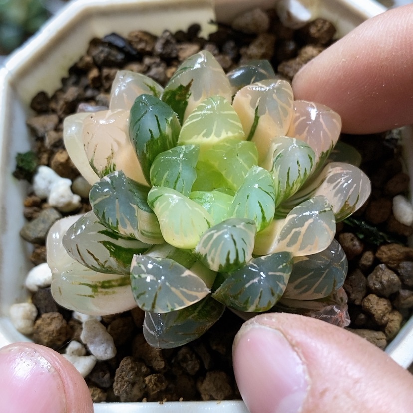 【闪购商品】4卜卜紫