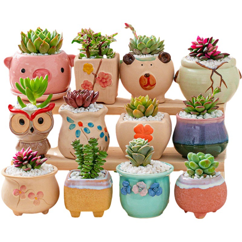 多肉花盆陶瓷德化盆栽创意盆粗陶拇指多肉植物小花盆TEMU贴标