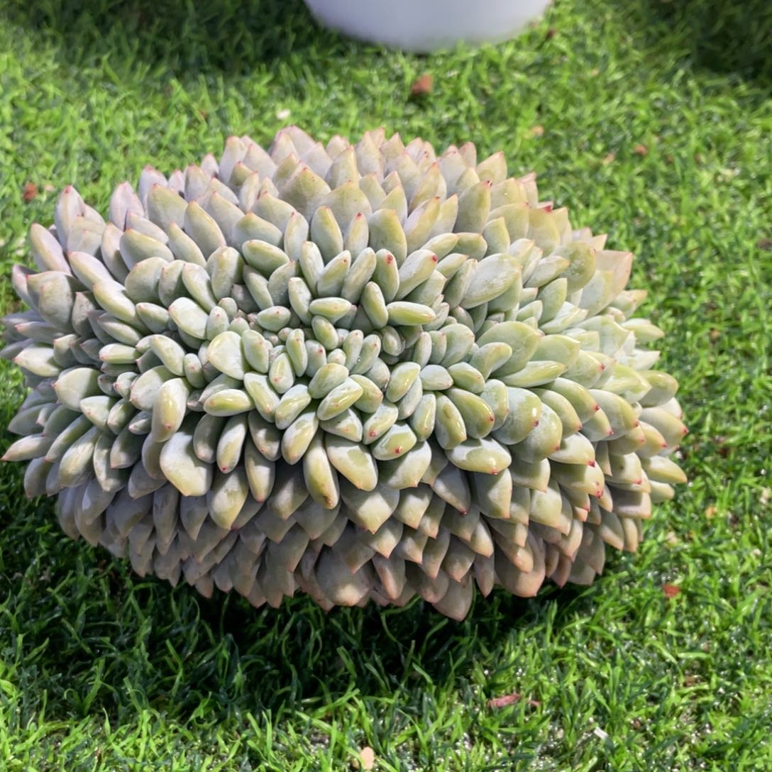 *****星影石榴籽铃铛的