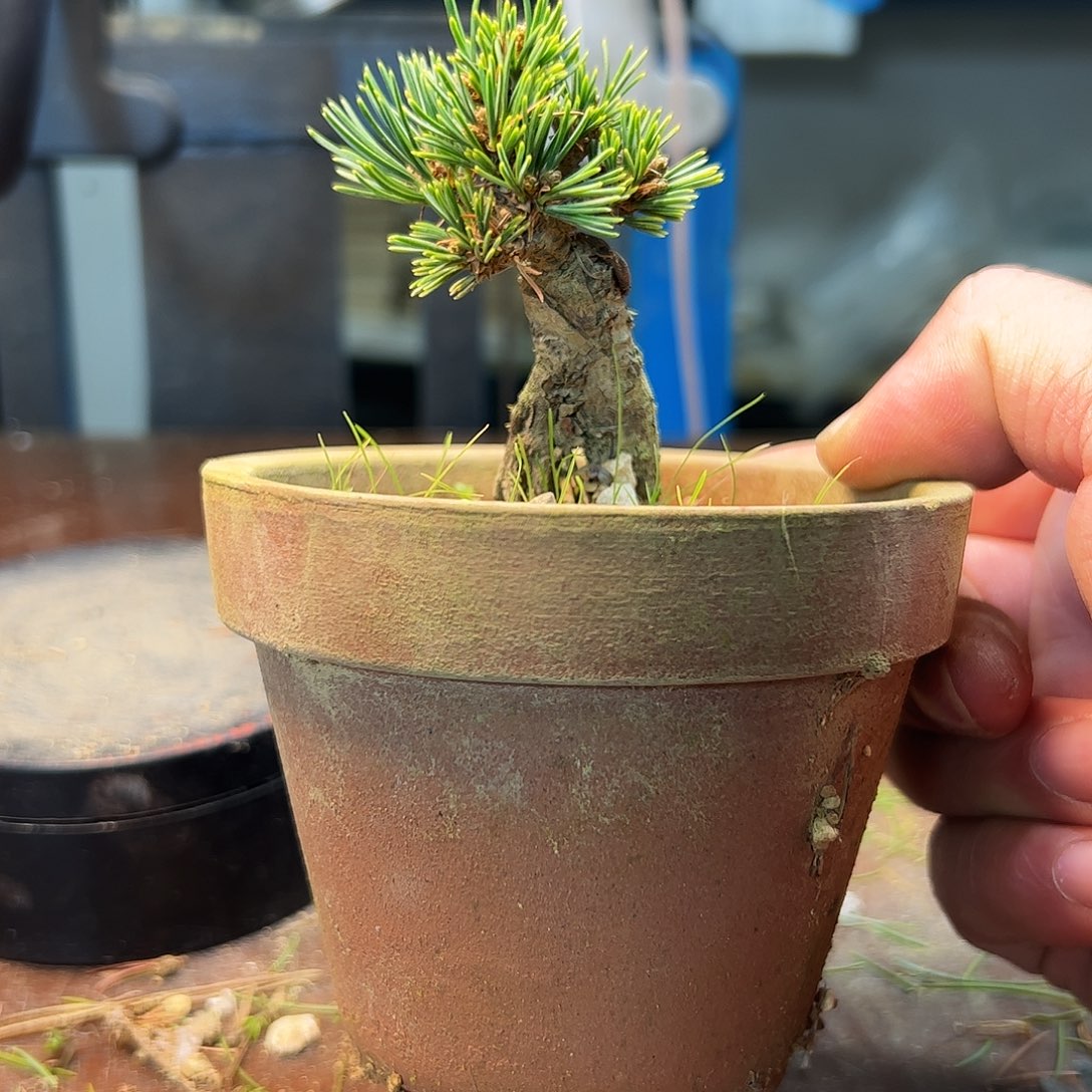 无花朵健健康康快快乐乐