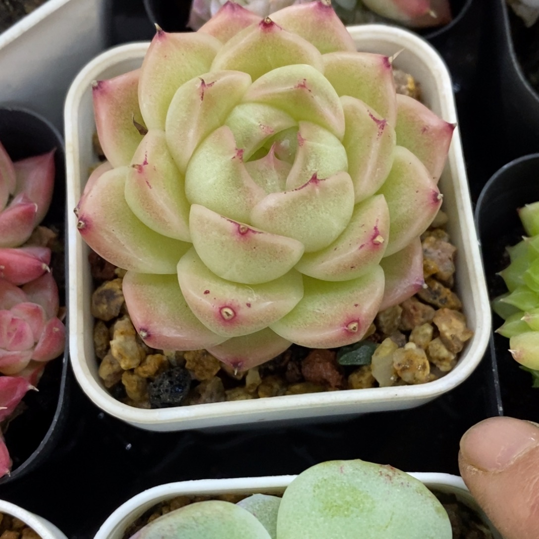 精品多肉一物一拍不包整274