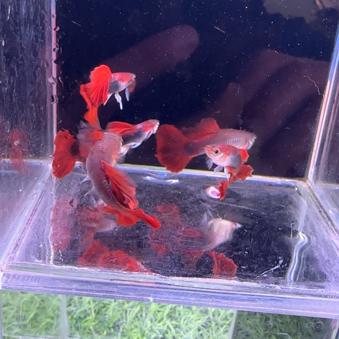 孔雀鱼瑕疵折扇3对