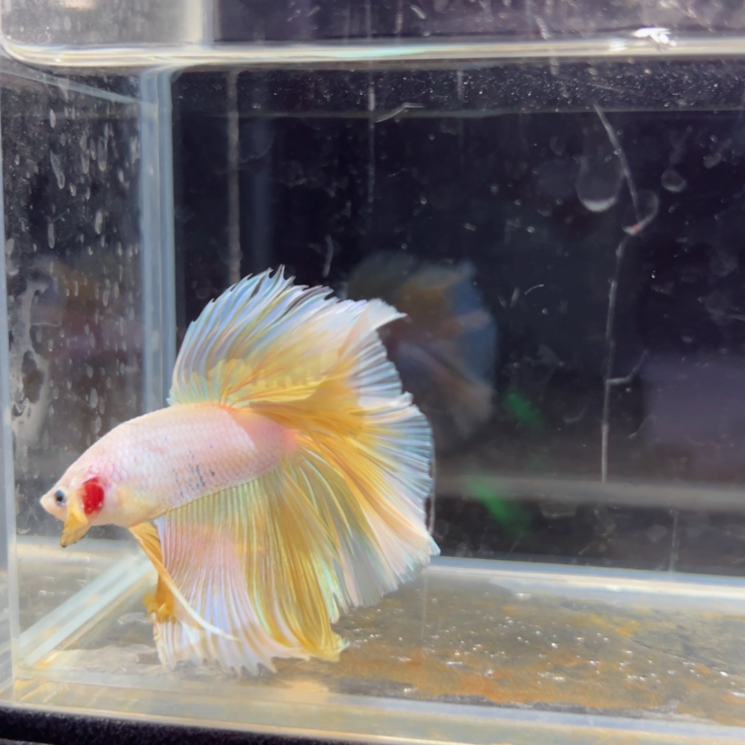 斗鱼浅色特殊尾hhhh