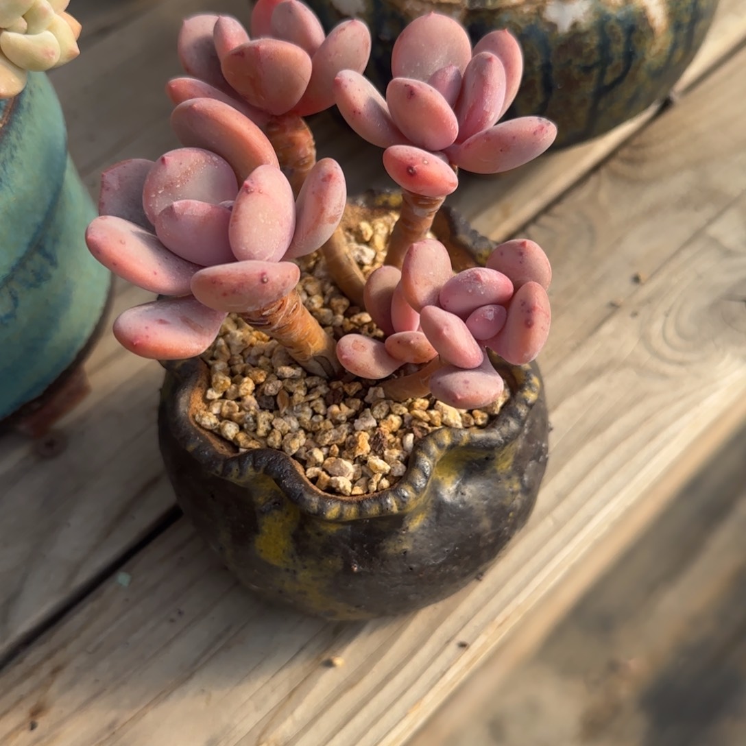 北遇福利68包邮自行凑单