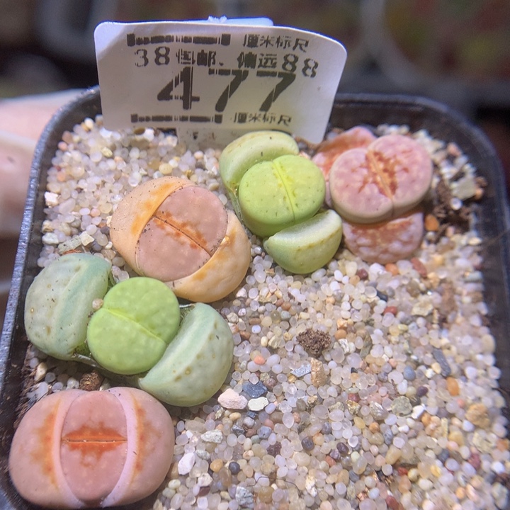 Sss精品生石花477