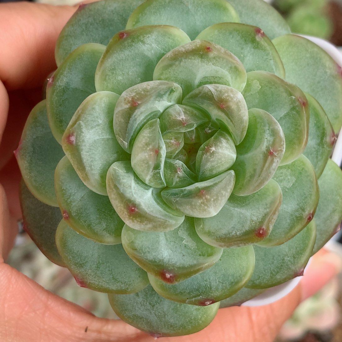 139甜心58包邮  群生不包整 