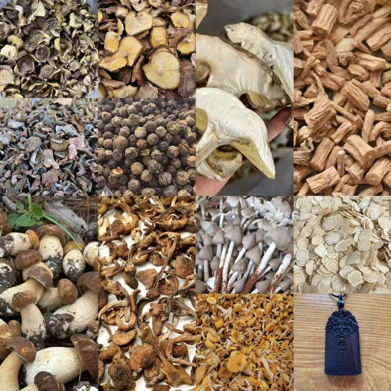 ADS482土特产菌/多样性发货