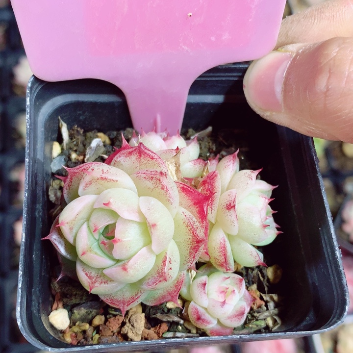 麦秆5.5cm不包整群