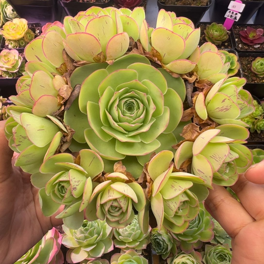 Y746半城玫瑰鹿兜