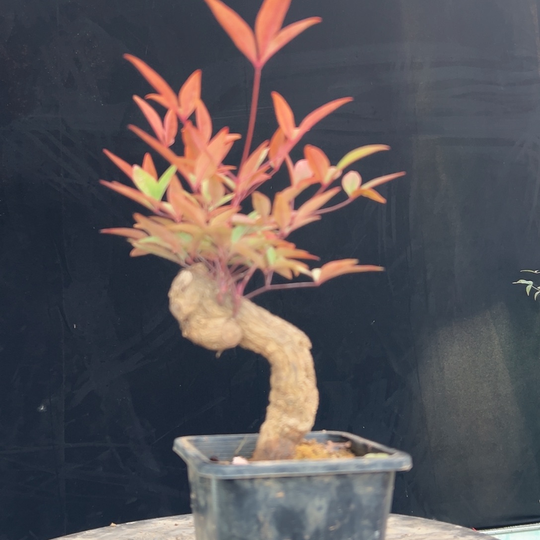 不开花植物000000000030
