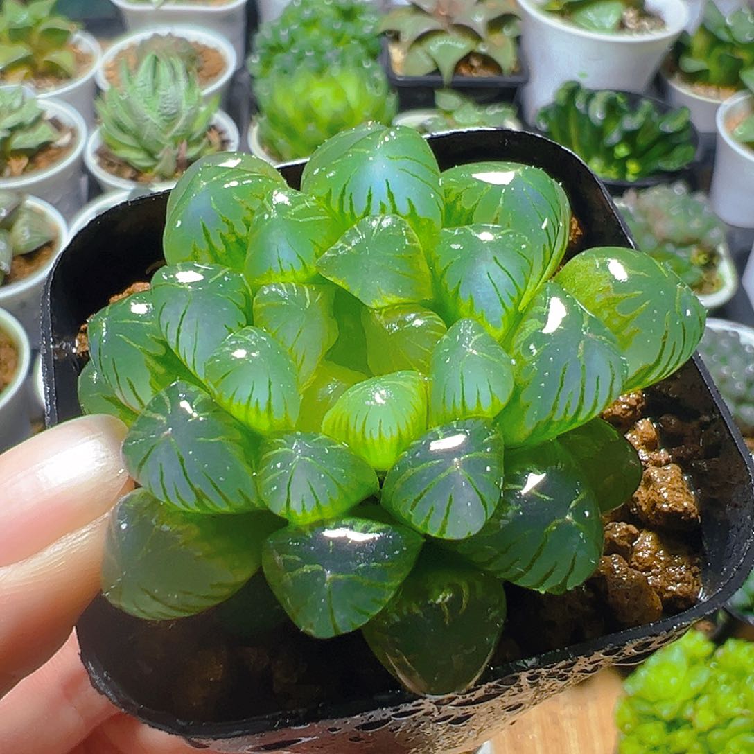 糯肌玉露多肉多肉一颗