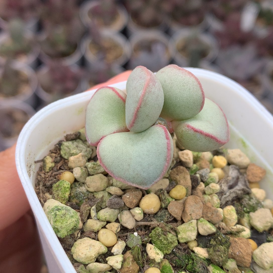 磨砂蛋双头一物一拍