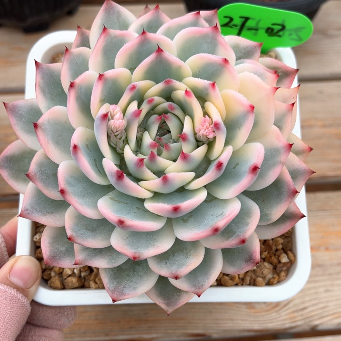 2.7.02吉娃娃锦多肉植物