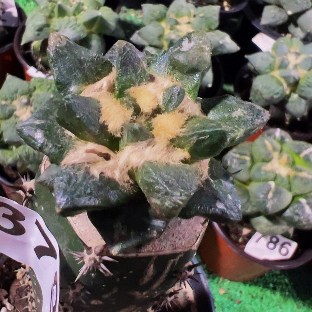 无花朵福利短尤龙角牡丹379