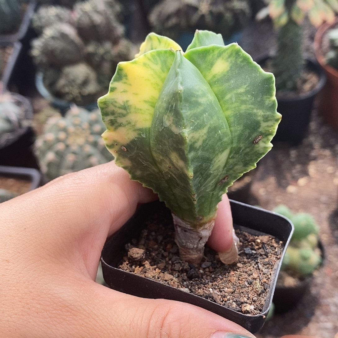 花花草草花花草草