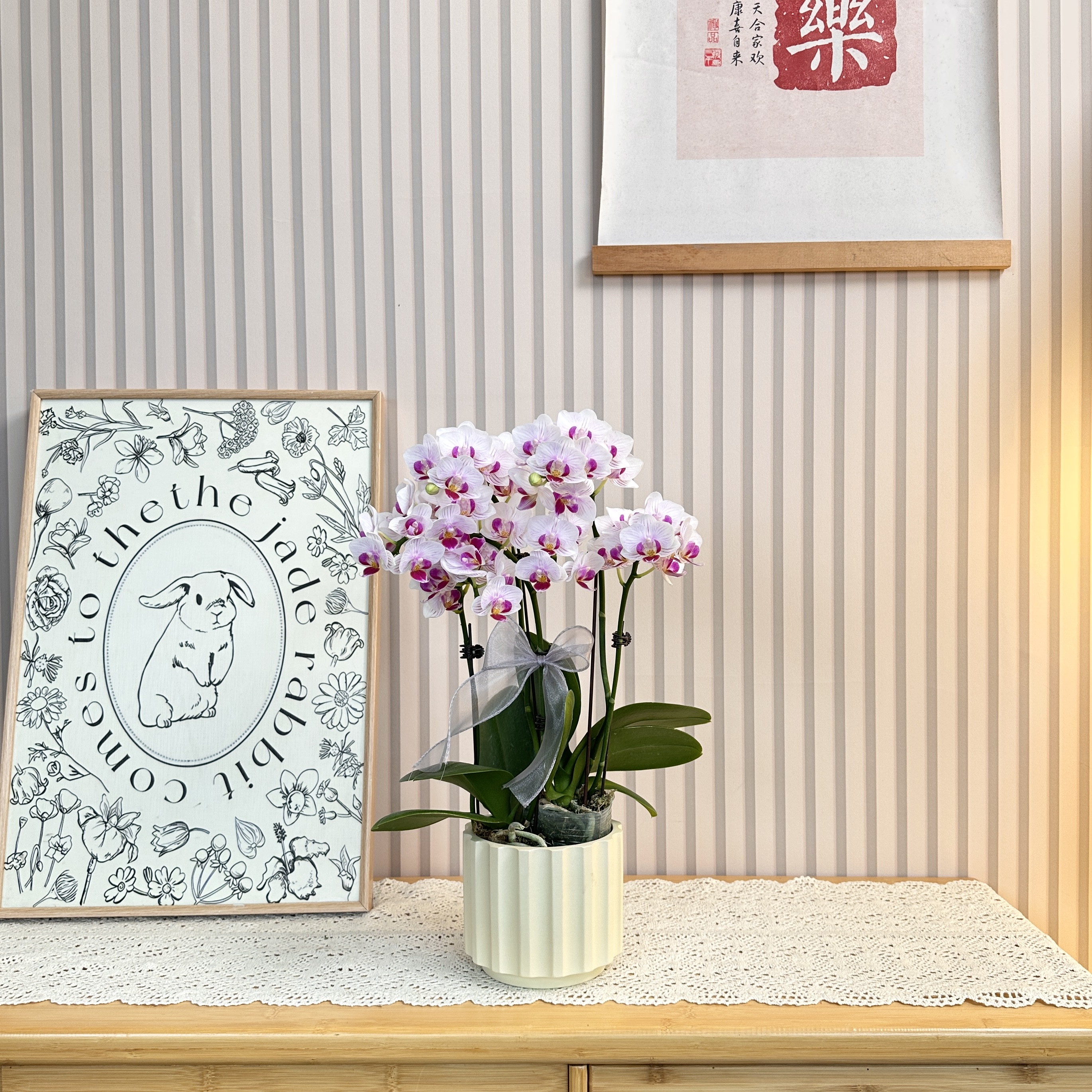 【小布丁】迷你小花型蝴蝶兰 白色系装饰花卉 源头基地直发