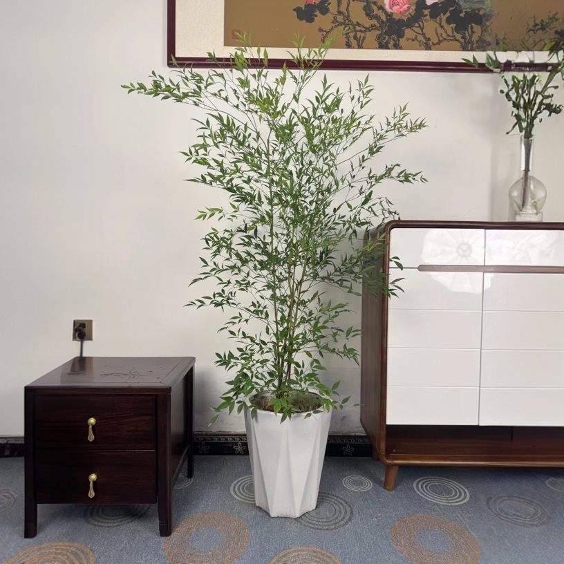 基地直售南天竹带根好活高品质植物水培南天竹庭院造景绿植盆栽