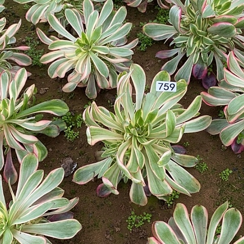多肉植物法师759红魔女