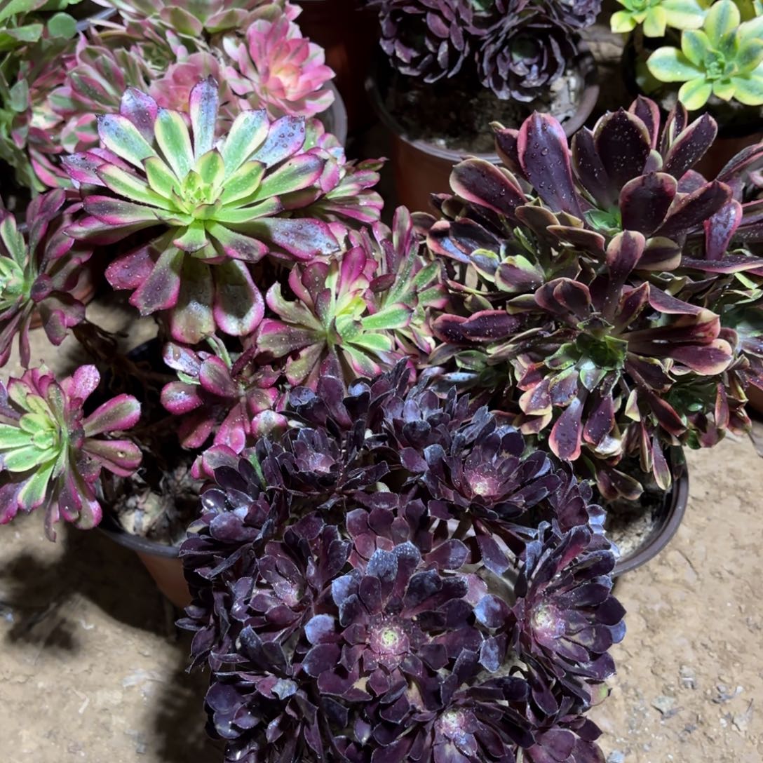 美姬欧嘉莉黑铜壶绣球22.8