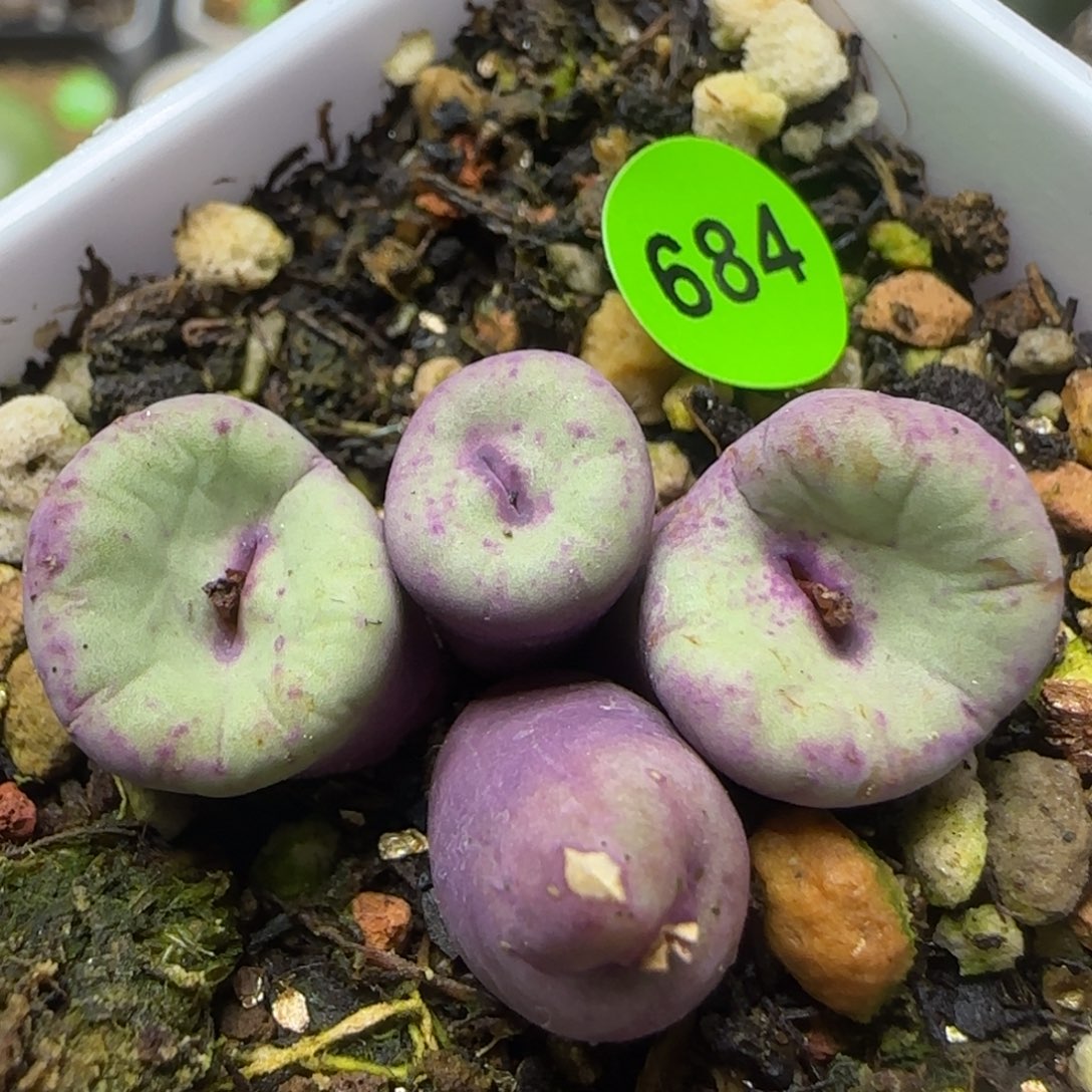 中型红嘴群多肉684