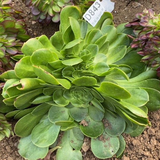 843香炉盘缀多肉植物