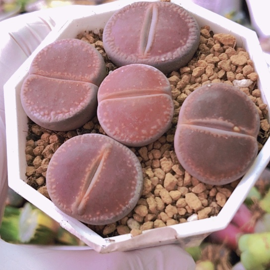 无花朵8242，2.2-2.5厘米ko