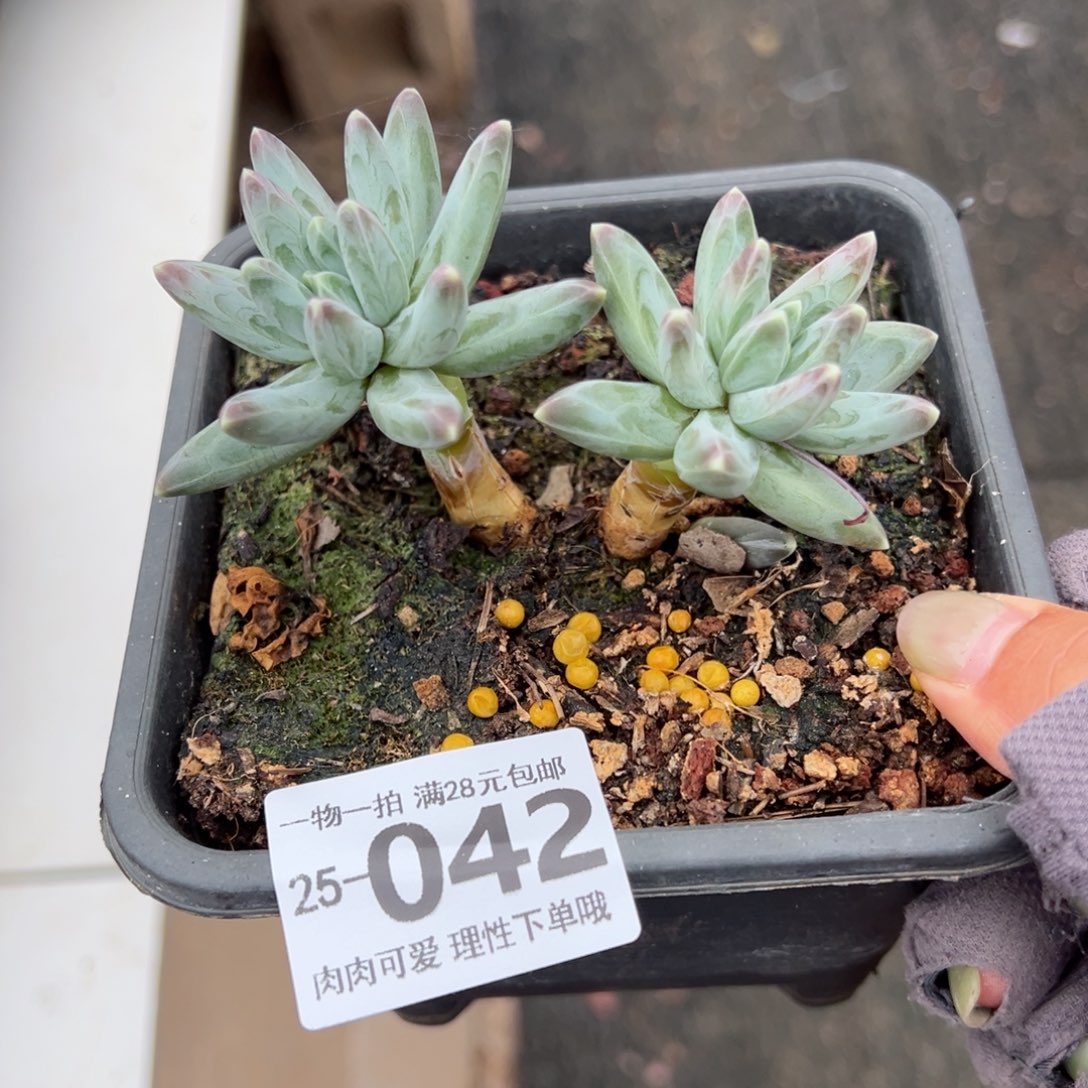 甲骨文多肉多肉多肉多肉