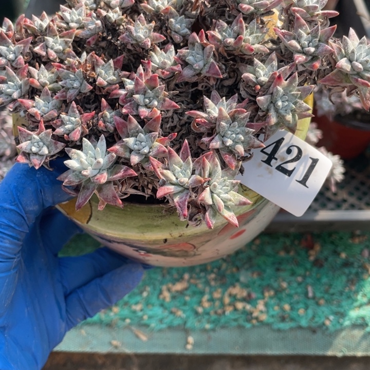 421号白菊2颗多肉植物