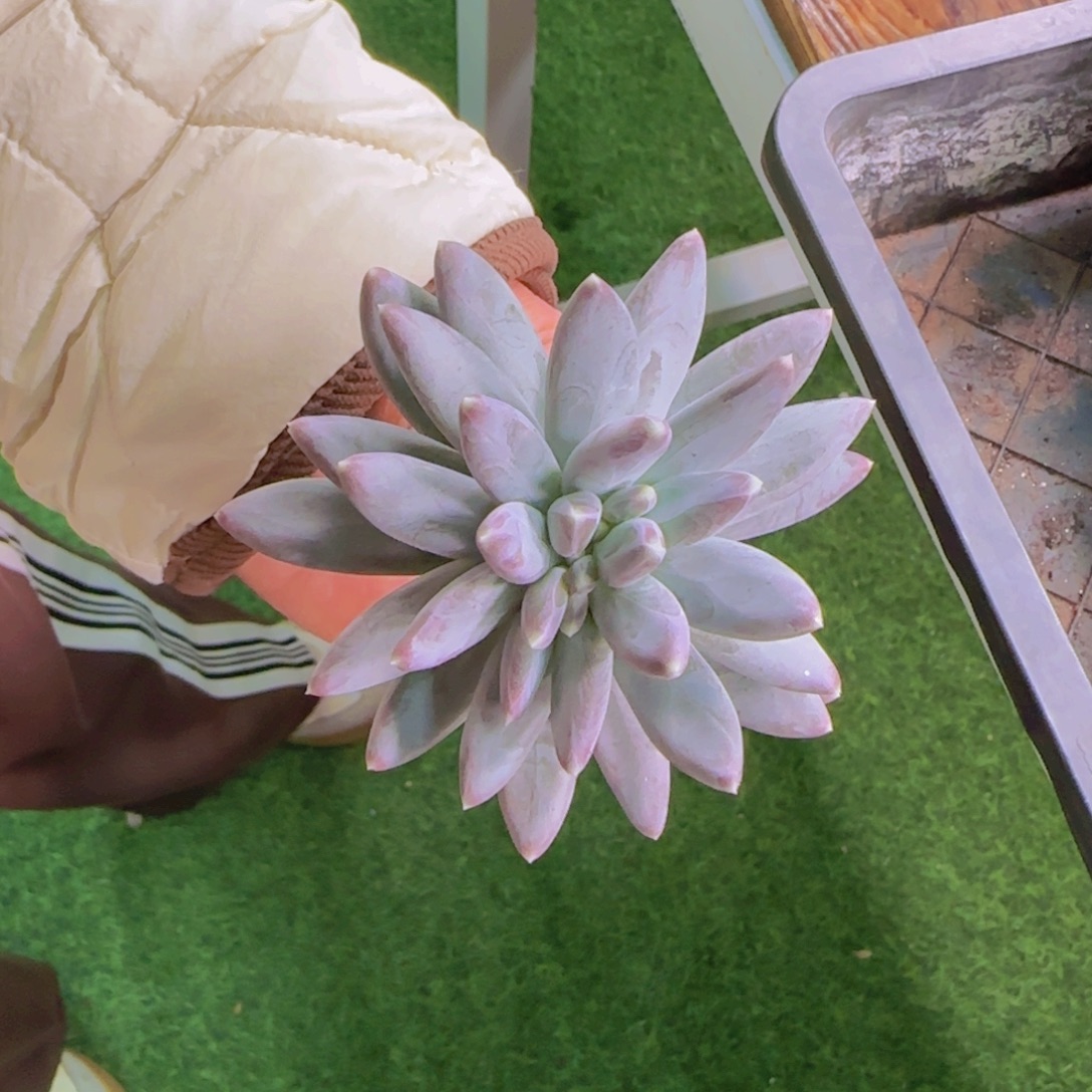 雪黛丽缀化一物一拍