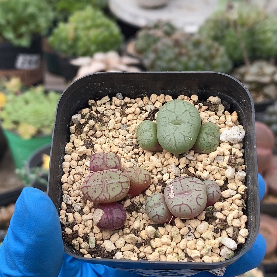 486 猴脸青姬 有疤特 带盆土