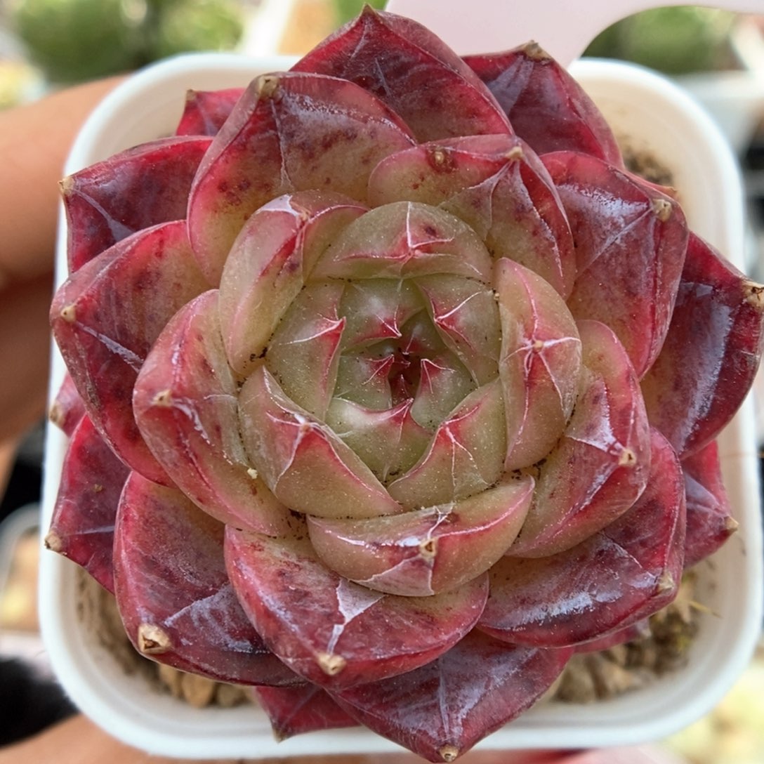 熊猫珍妮可拍961号。