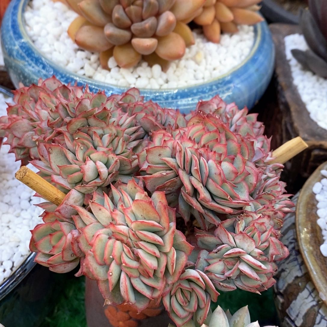 月光女神缀多肉植物盆栽