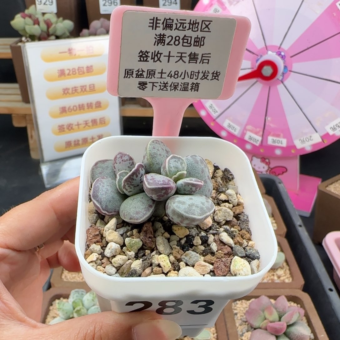 283艾薇花旦多肉植物