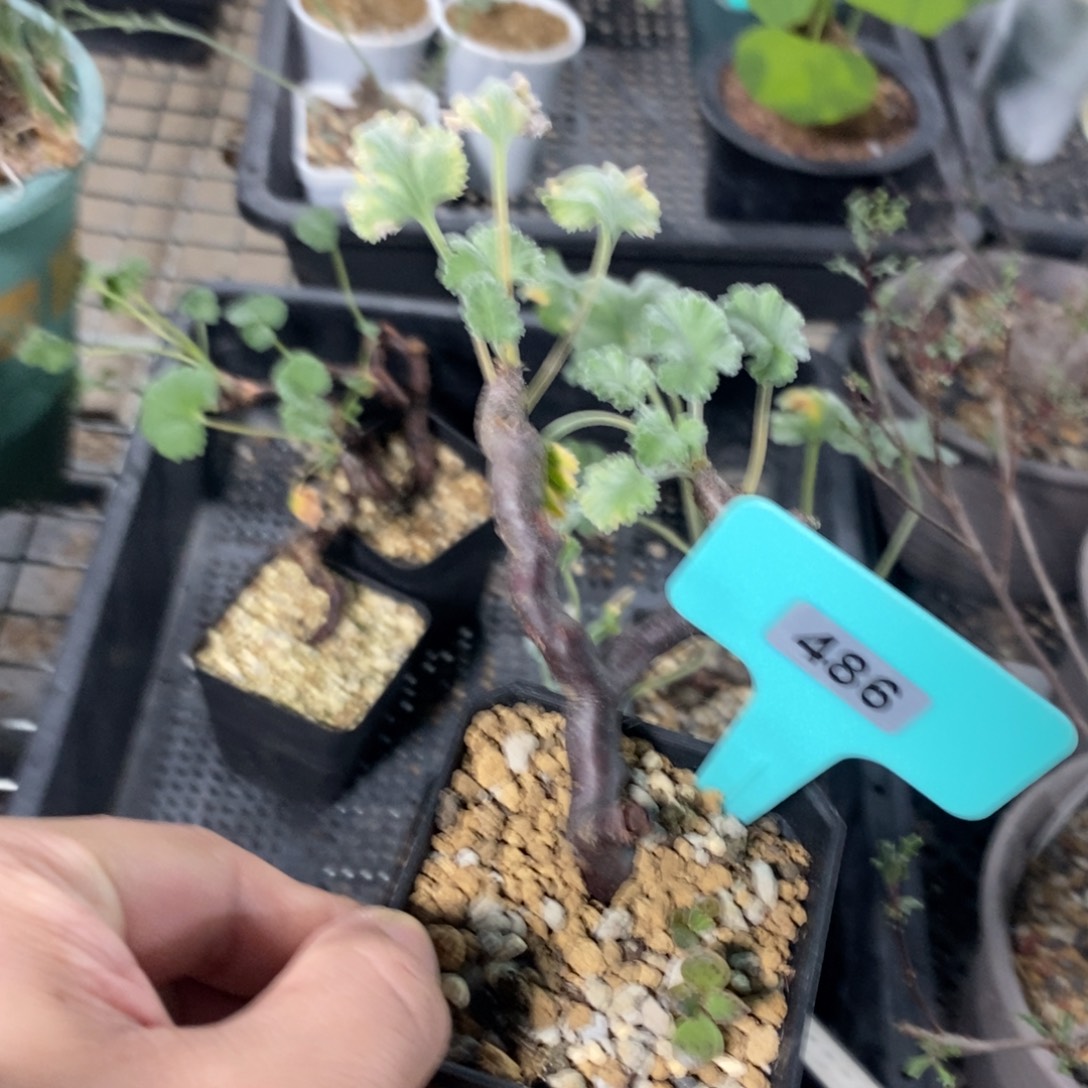 枝干杨奎产地多肉植物