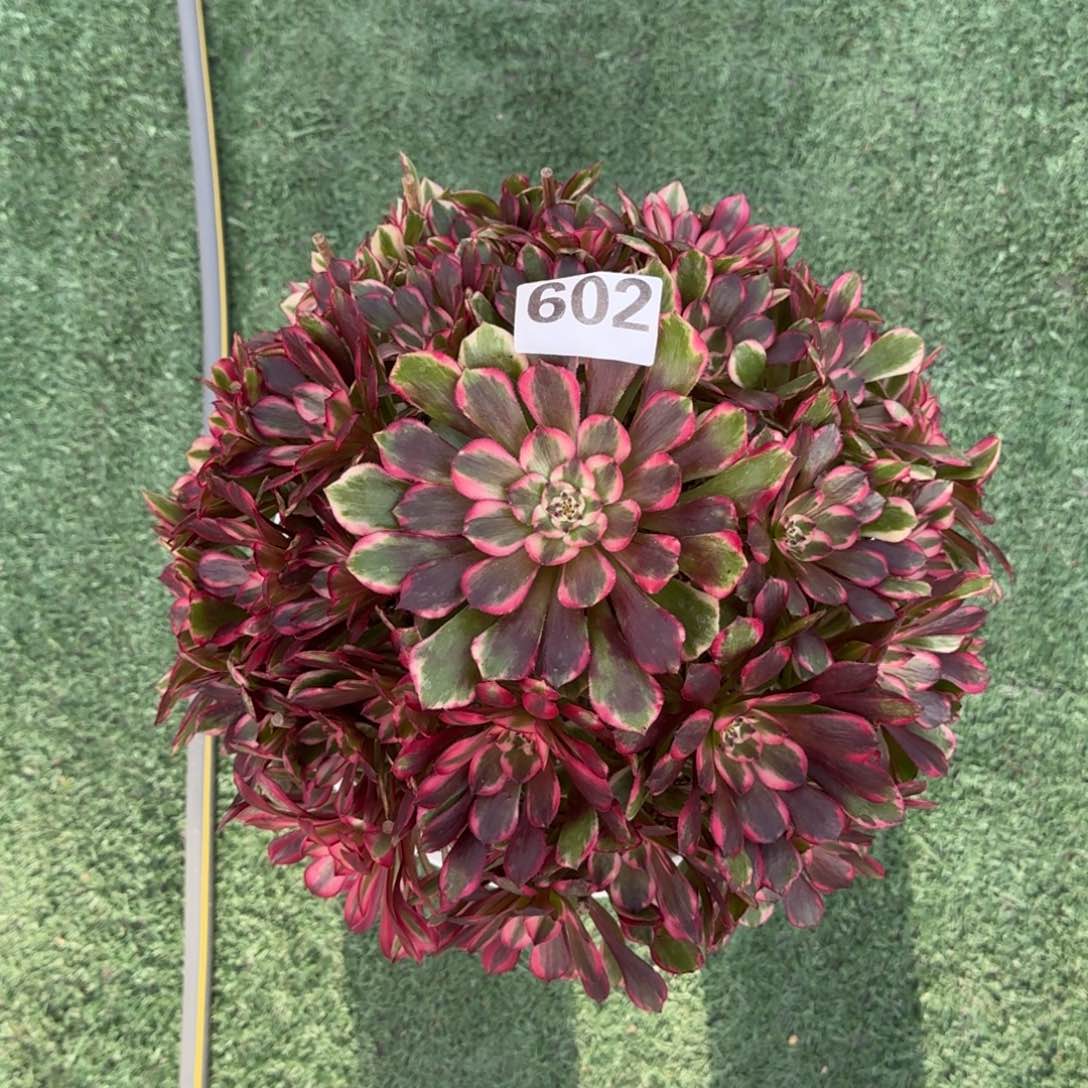 ?***?602！霁月法师多肉植物