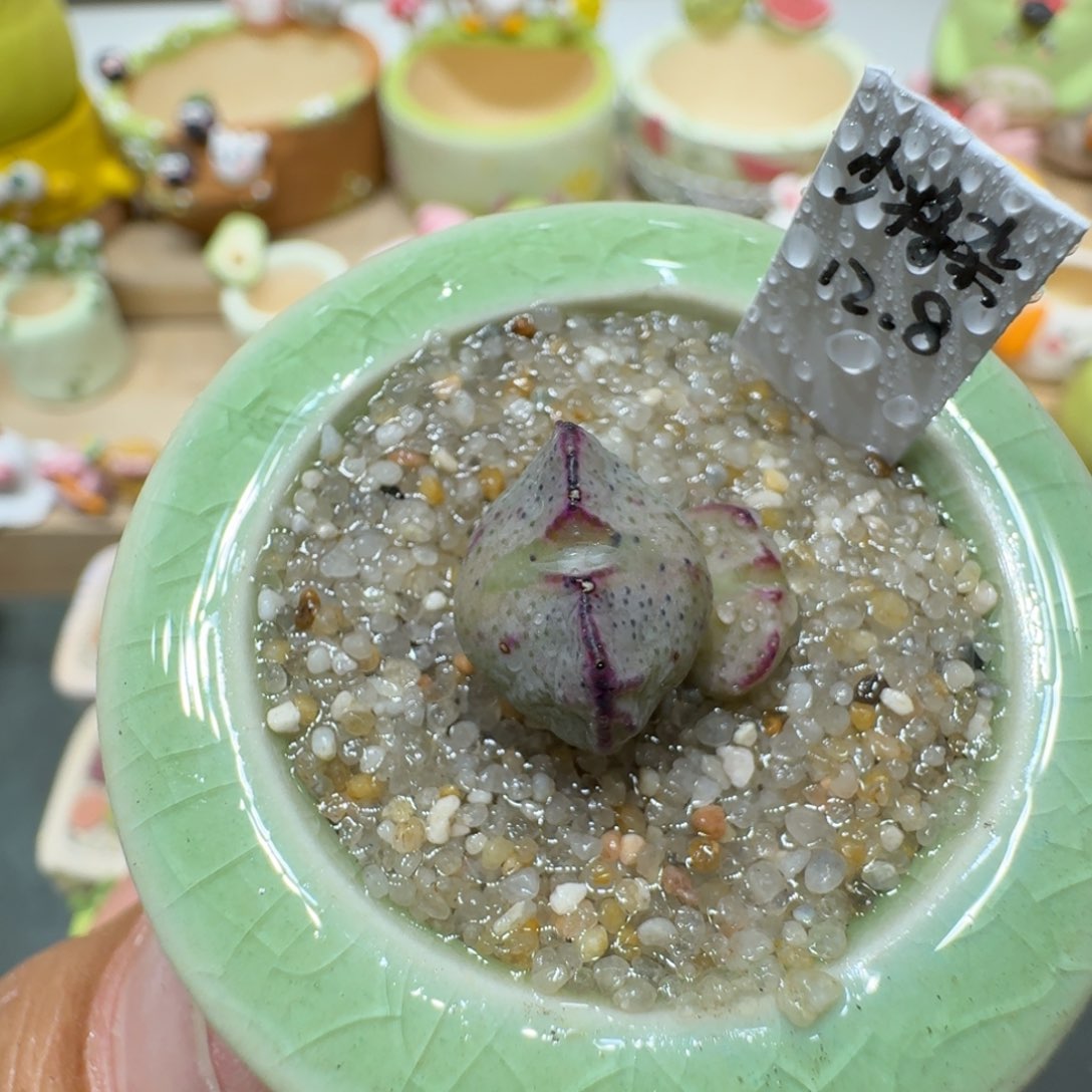 蘑菇334少将杂花花