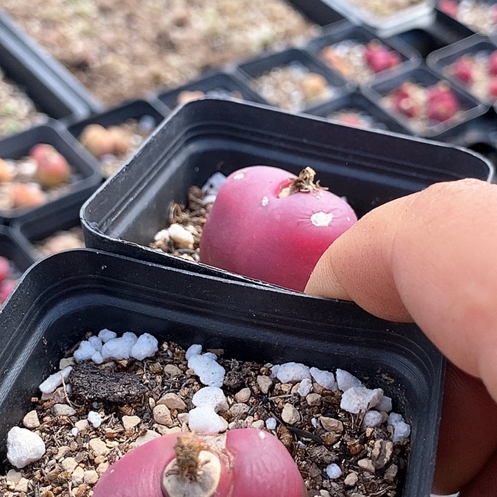 5606一组两颗有伤