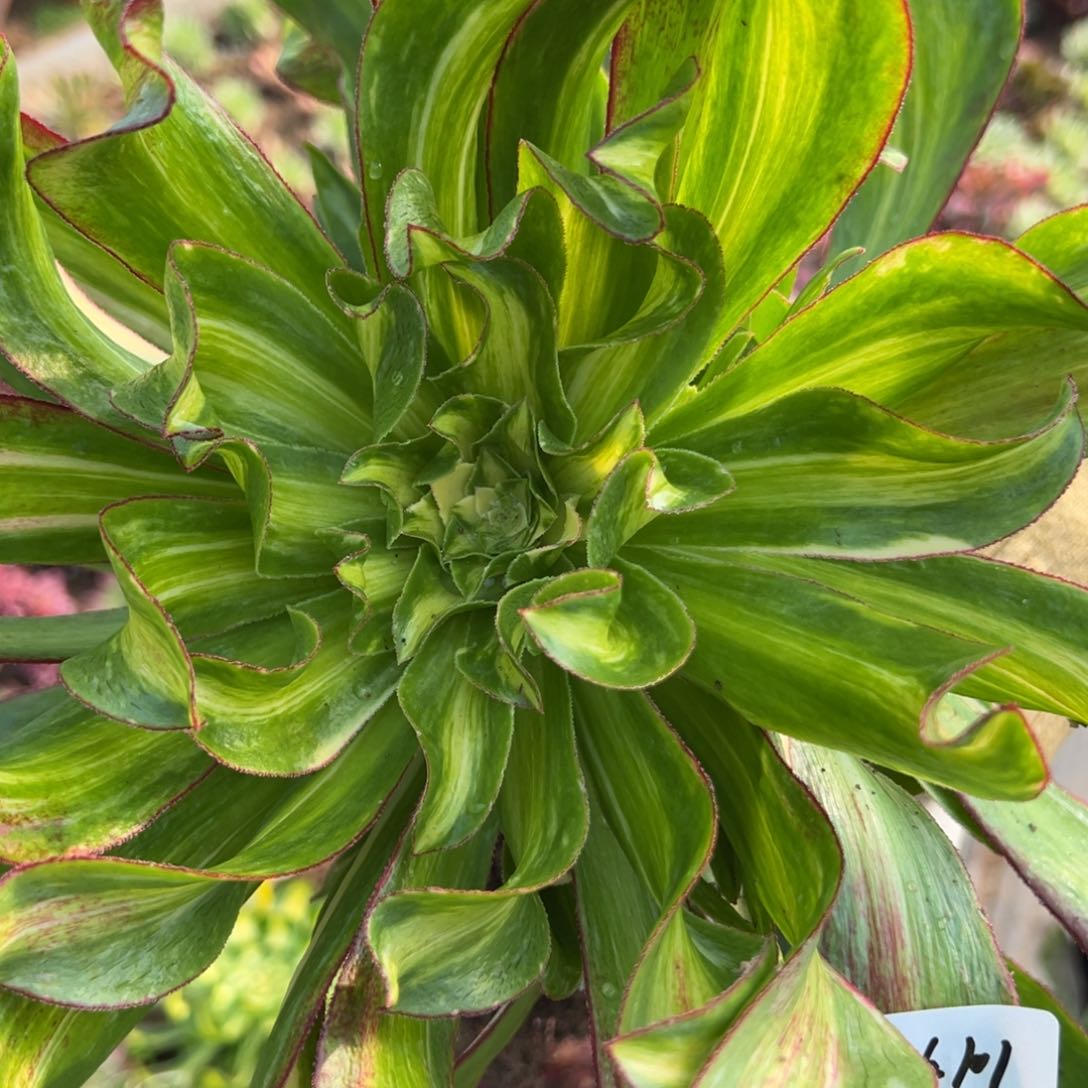 101魅影七彩多肉植物山东