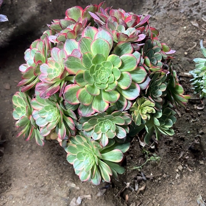 多肉植物法师万黄69