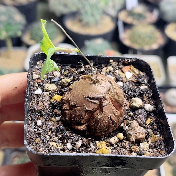 南非龟甲龙3.2公分