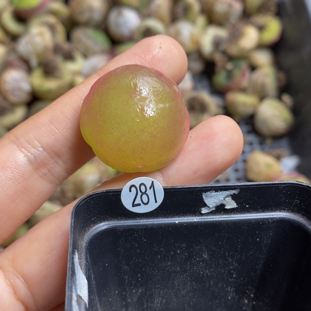 灯泡2.5（最大直径2.6）多肉281