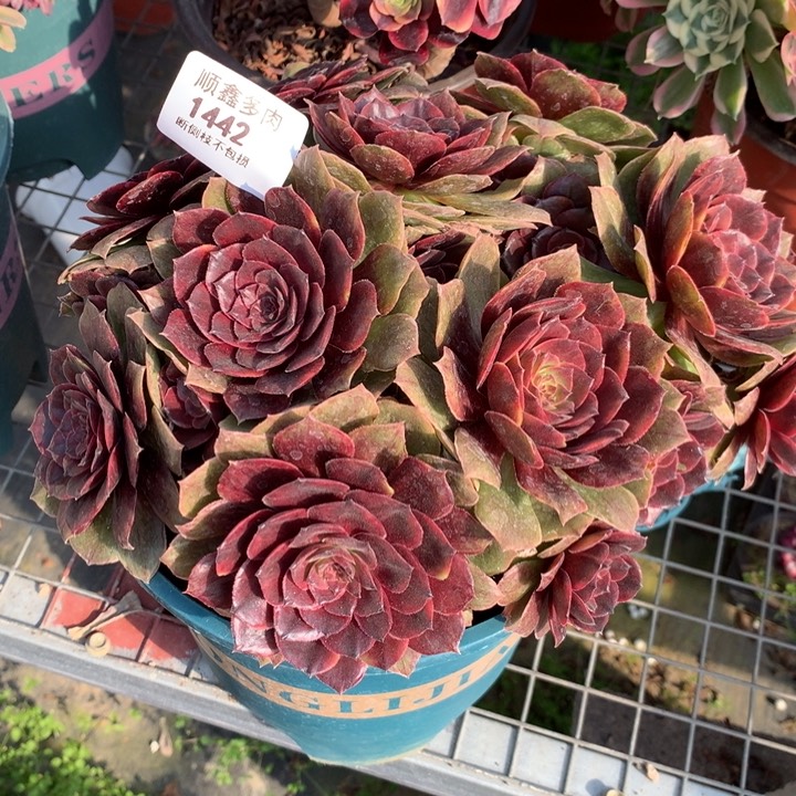 1442万圣节红拉丝多肉植物