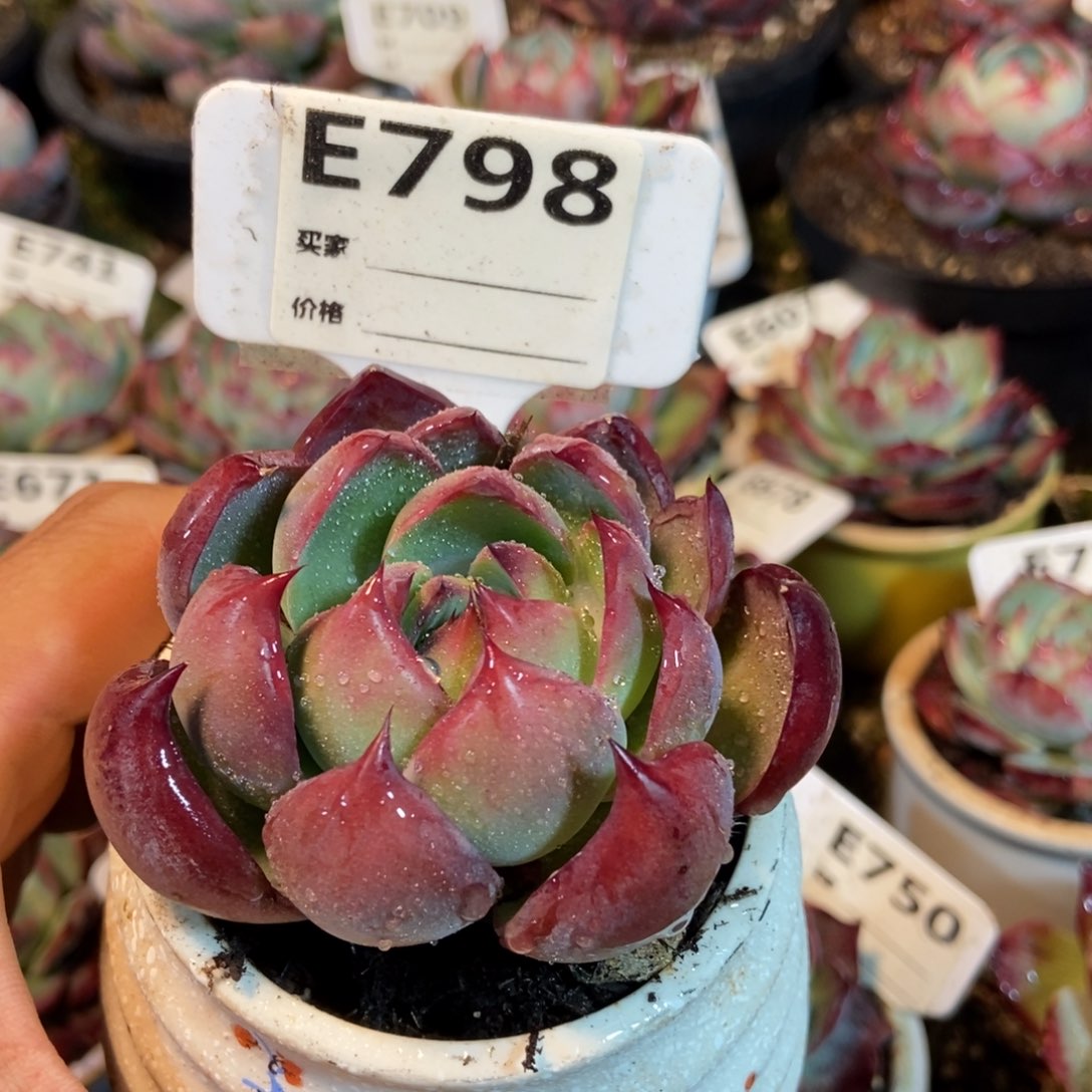 惊鸿惊鸿一瞥798号