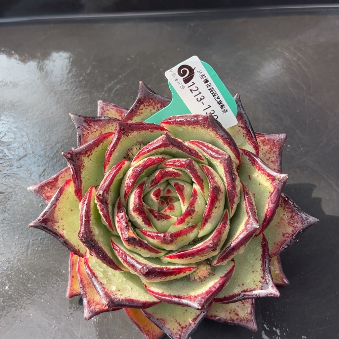 从前慢花园多肉编号1213-130