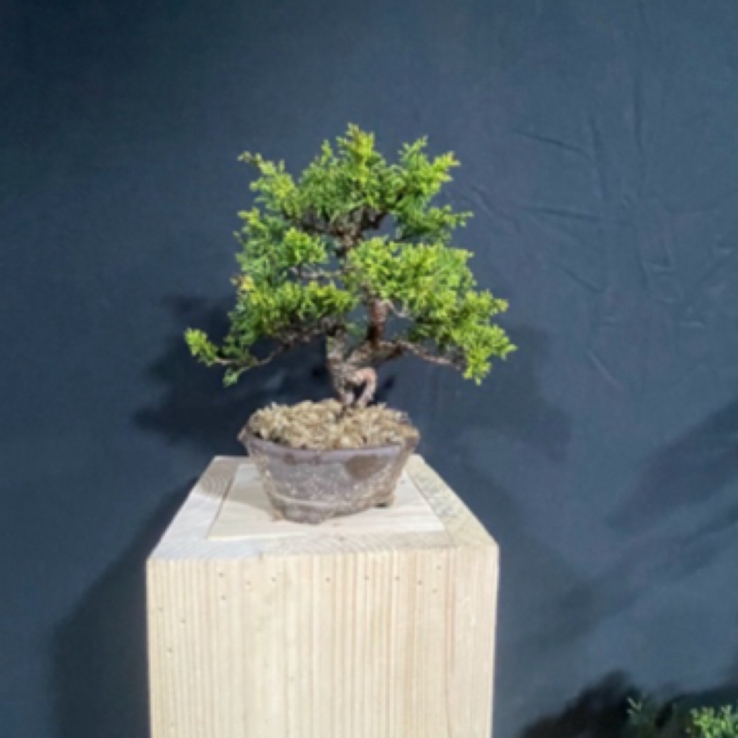 济州系鱼川黑松杂木一物一拍